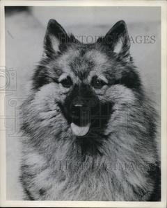 1925 Press Photo Keeshond Dog Sale Wholesale Pice