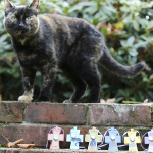 Guardian Angel for Cat Clearance 2025