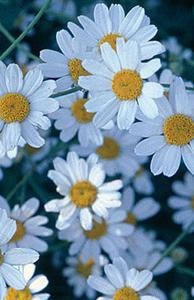 Silver Tansy - Tanacetum niveum Outlet Deals