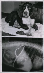 1950 Press Photo dog toy removed from stomach Sale 2025 Unisex