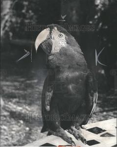 1951 Press Photo Birds Parrot Sunflowers Seeds Colored Best Place Sale Online