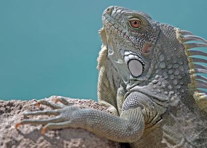 Iguana prelom boja Discount 2025 Unisex