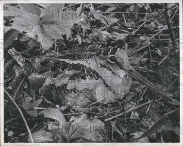 1950 Press Photo Woodcock Bird Nest Eggs Nature - RRV45231 Cheap Sale Discounts