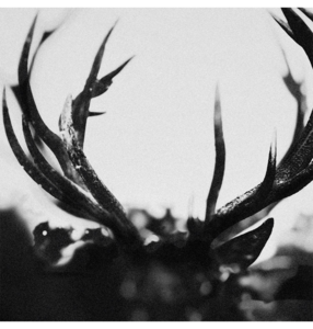 IHSAHN - 'Ihsahn' CD Buy Cheap Huge Surprise