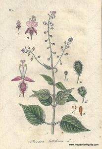 1807 - Circaea lutetiana ( broad-leaved enchanter's nightshade) - Antique Print Outlet Official Site