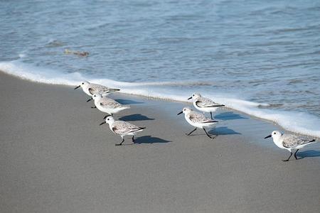 Beach Birds - Blue Cheap Sale Brand New Unisex