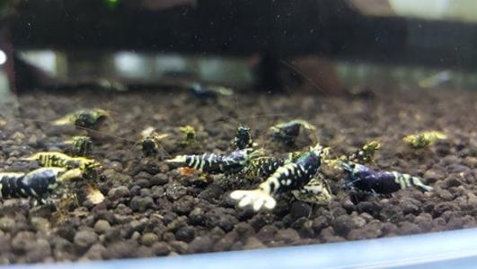 [Pre-Sale] Purple King Kong Caridina With Paypal For Sale