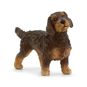 Scheich Wire-Haired Dachshund Sale 100% Authentic