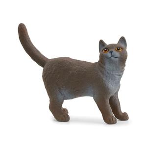 Scheich British Shorthair Cat Authentic For Sale