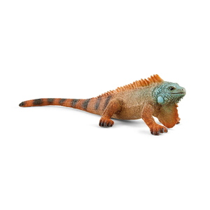 Iguana Discount Big Sale