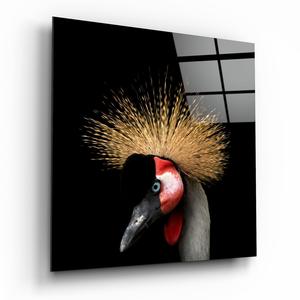 Black Crowned Crane For Cheap Online