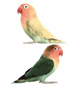 Wall Sticker - Safari Friends Lovebirds, 22 x 17 cm Sale Original