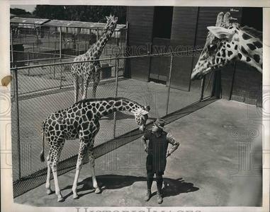 1938 Press Photo Mugg a baby giraffe & mom with keeper Van Dyke - nea90429 Free Shipping Inexpensive