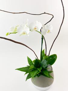 Gentle Serenity Cheap Sale Get Authentic