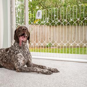 Extra-wide DOG-G8 For Sale 2025