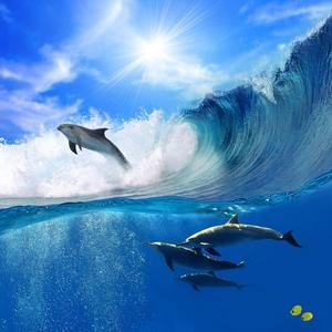 Delfin na talasu Buy Authentic Online