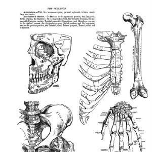 Tim Holtz Collection - Cling Stamps - Anatomy Chart Free Shipping Very Cheap
