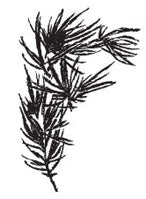 Tim Holtz Collection - Wood Mount Stamp - Pine Branch Outlet Order