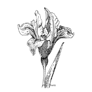 Penny Black -  Purple Folds Choice Cheap Pice