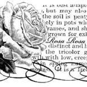 Penny Black - Rosa - Wood mounted Stamp Outlet Shop