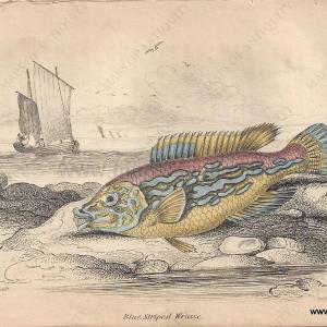 1840 - Blue Striped Wrasse - Antique Print Outlet Cheap Authentic