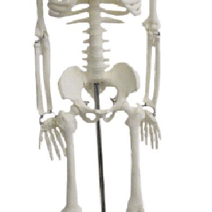 Squelette humain en anatomie, 85CM Popular