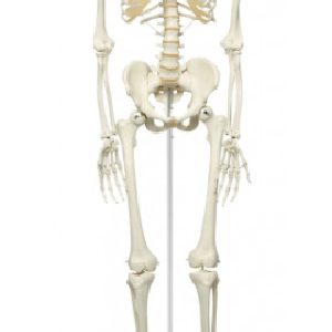 Squelette humain en anatomie , 175 cm Cheap Best Sale