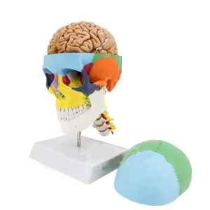 Tête de squelette anatomique colorée de crâne humain en PVC et résine Cheap Purchase