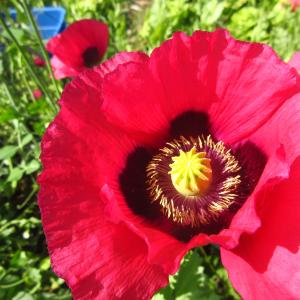 Pavot rouge Cheap Sale Purchase