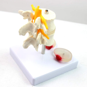Modèle Anatomique de Colonne Vertébrale Humaine pour la Formation Médicale Discount Brand New Unisex