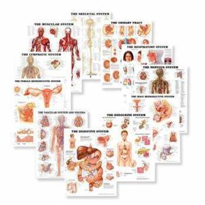 Systems of the Body Laminated Anatomy Chart Set Find Great For Sale