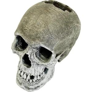 Exotic Environments Life-like Human Skull Clearance Clearance Store