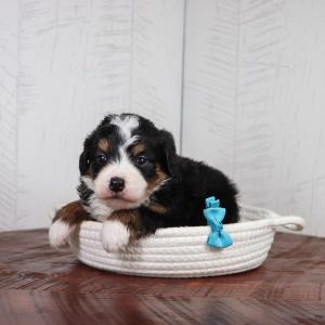 Scotch - Available 4/16 Discount For Nice