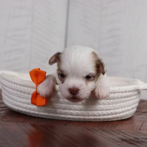 Grady - Available 4/16 Free Shipping Genuine