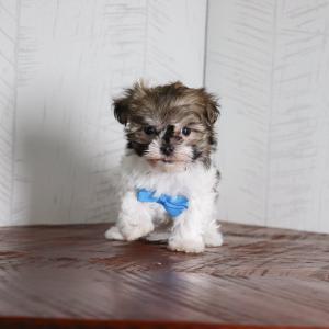 Graham - Available Now New For Sale