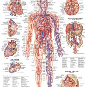 The Vascular System and Viscera Anatomical Chart Clearance Store Sale Online