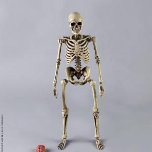 Coo Model - The Human Skeleton (Diecast Alloy) Finishline Sale Online