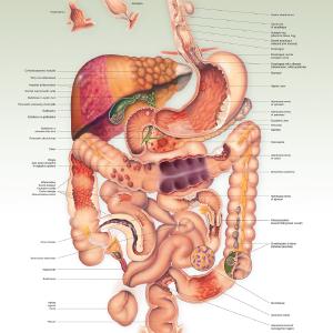 Diseases of the Digestive Tract Anatomical Chart laminated 2025 Newest Online