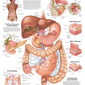 The Digestive System Anatomical Chart laminated 2025 Cheap Pice