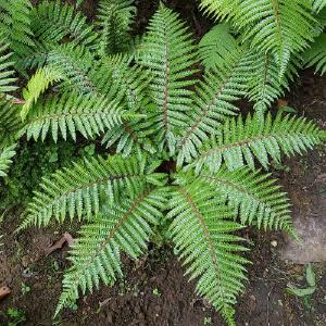 Polystichum braunii Sale Fake