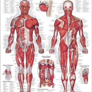 The Muscular System Anatomical Chart Laminated Sale Choice
