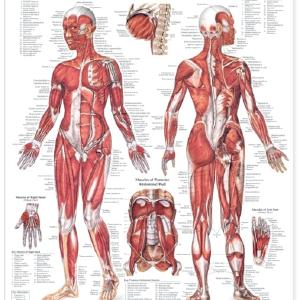 The Female Muscular System Anatomical Chart Laminated Outlet Websites