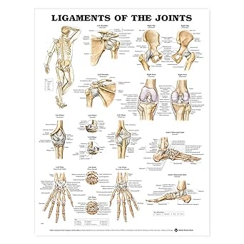 Ligaments of the Joints Anatomical Chart Laminated Discount For Cheap