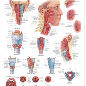 Pharynx and Larynx Anatomical Chart Laminated Sale 2025 Unisex