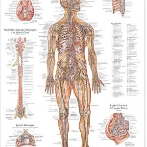 The Nervous System Anatomical Chart Plastic Styrene Free Shipping 2025 New