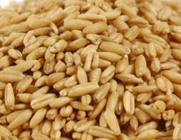 Organic to the Root Oat Groats - 500g Lowest Pice