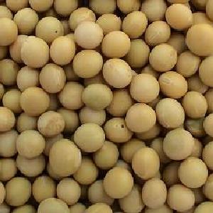 Organic to the Root Soya Beans  - 500g Cheap 100% Authentic