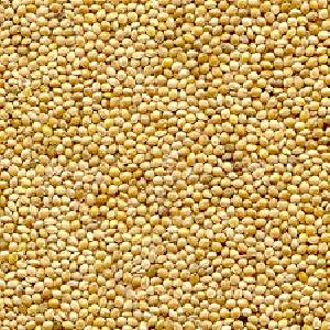 Organic to the Root Millet Grain Free Shipping Sale Online