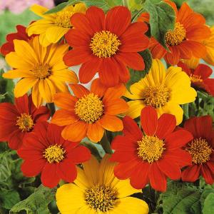 Bulk Mexican Sunflower Seeds - Mix Clearance How Much