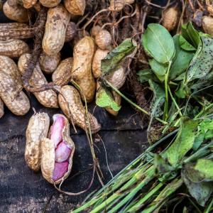 Bulk Peanut Seeds Cheap Hot Sale